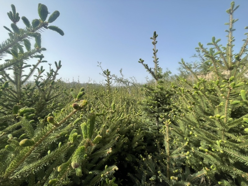 天水云杉【9年苗木】1m2m3m景观树绿植树风景树
