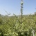 天水云杉【9年苗木】1m2m3m景观树绿植树风景树