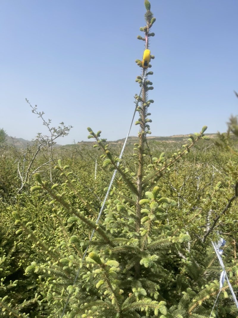 天水云杉【9年苗木】1m2m3m景观树绿植树风景树