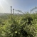 天水云杉【9年苗木】1m2m3m景观树绿植树风景树