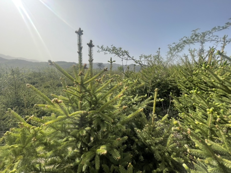 天水云杉【9年苗木】1m2m3m景观树绿植树风景树