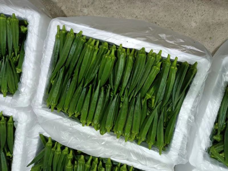 河南濮阳水果秋葵黄秋葵大量供应品质保证专业秋