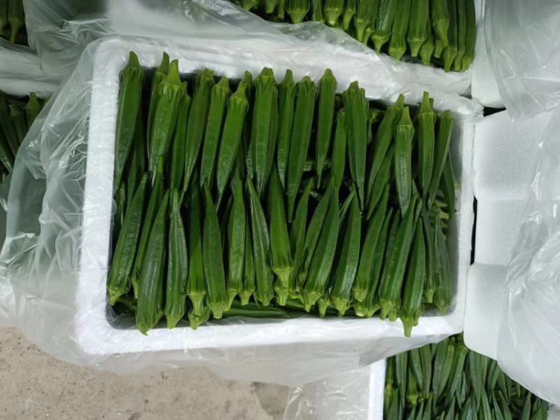 河南濮阳水果秋葵黄秋葵大量供应品质保证专业秋