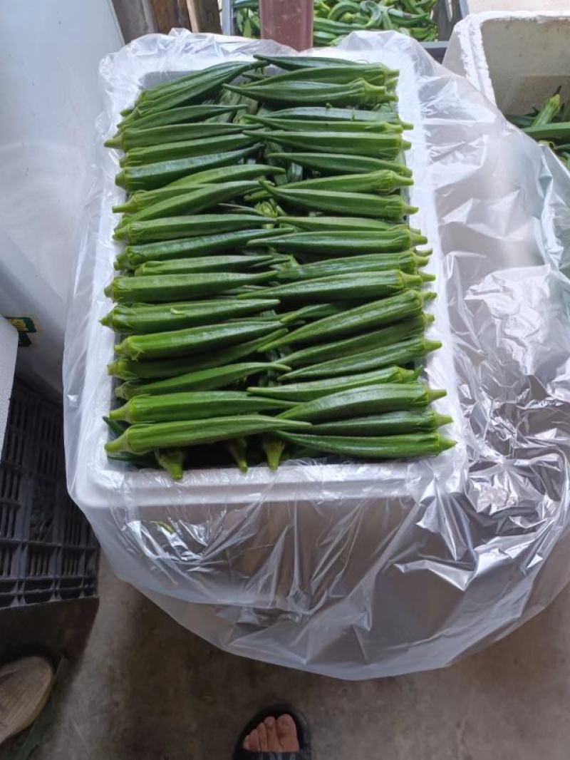 河南濮阳水果秋葵黄秋葵大量供应品质保证专业秋