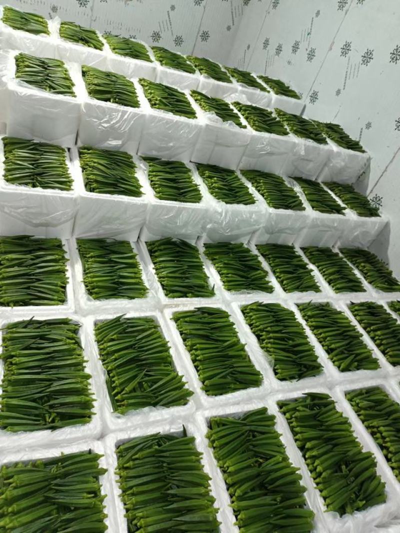 河南濮阳水果秋葵黄秋葵大量供应品质保证专业秋