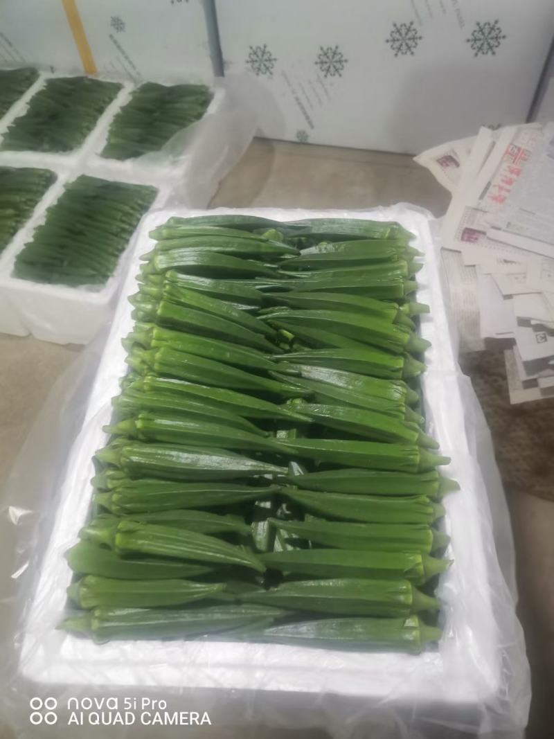 河南濮阳水果秋葵黄秋葵大量供应品质保证专业秋
