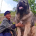 纯种高加索幼犬活体俄罗斯熊版高加索护卫犬巨型大型看家护院