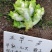 方政正早一号儿菜种子早熟儿菜品种基地专用儿菜种子芥菜