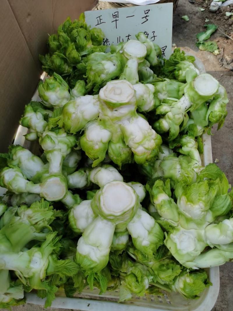 方政正早一号儿菜种子早熟儿菜品种基地专用儿菜种子芥菜