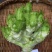 方政正早一号儿菜种子早熟儿菜品种基地专用儿菜种子芥菜