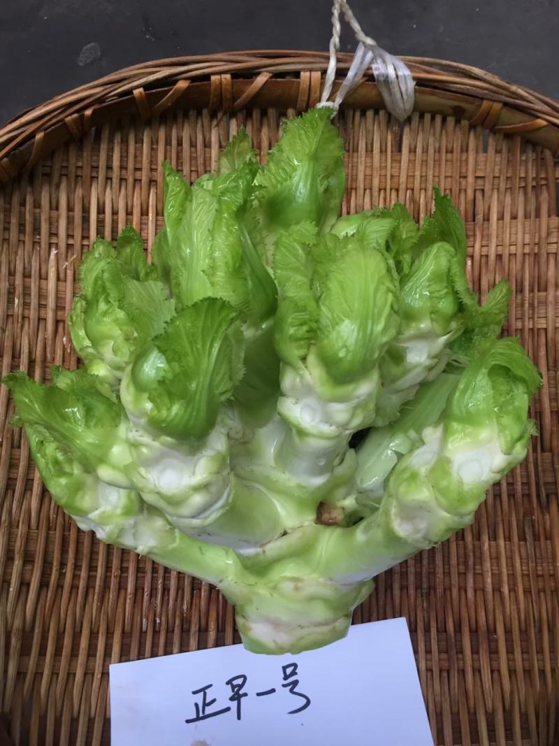 方政正早一号儿菜种子早熟儿菜品种基地专用儿菜种子芥菜