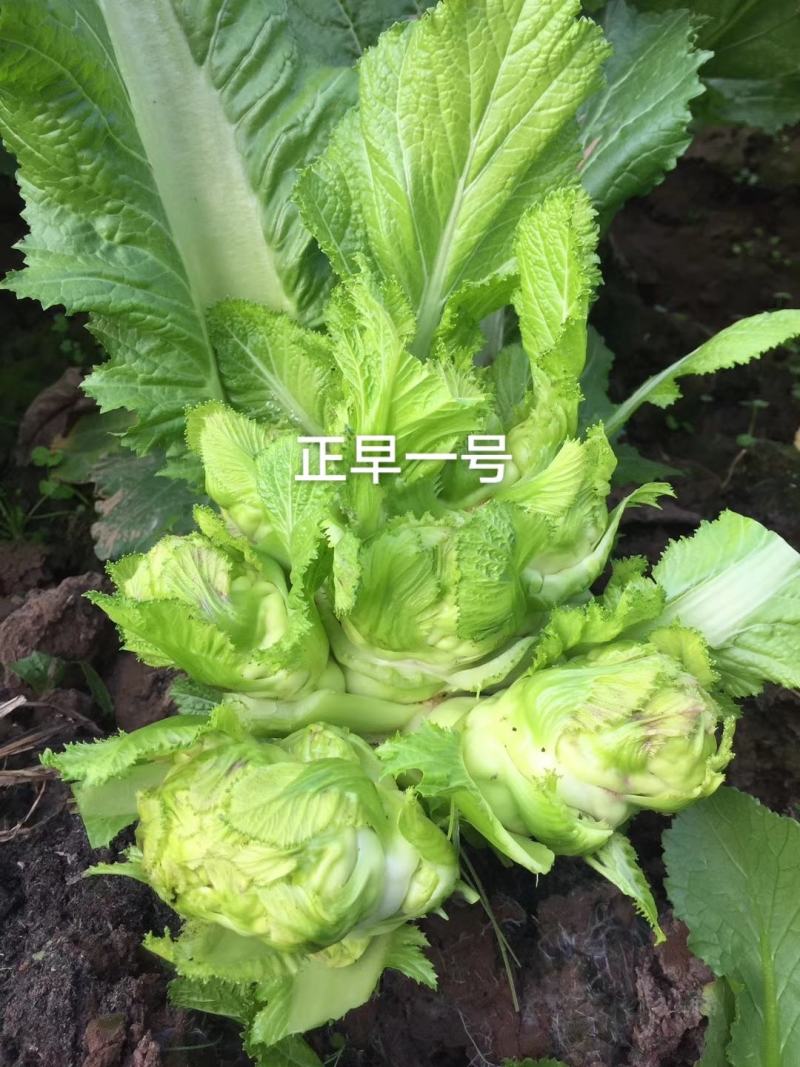 方政正早一号儿菜种子早熟儿菜品种基地专用儿菜种子芥菜