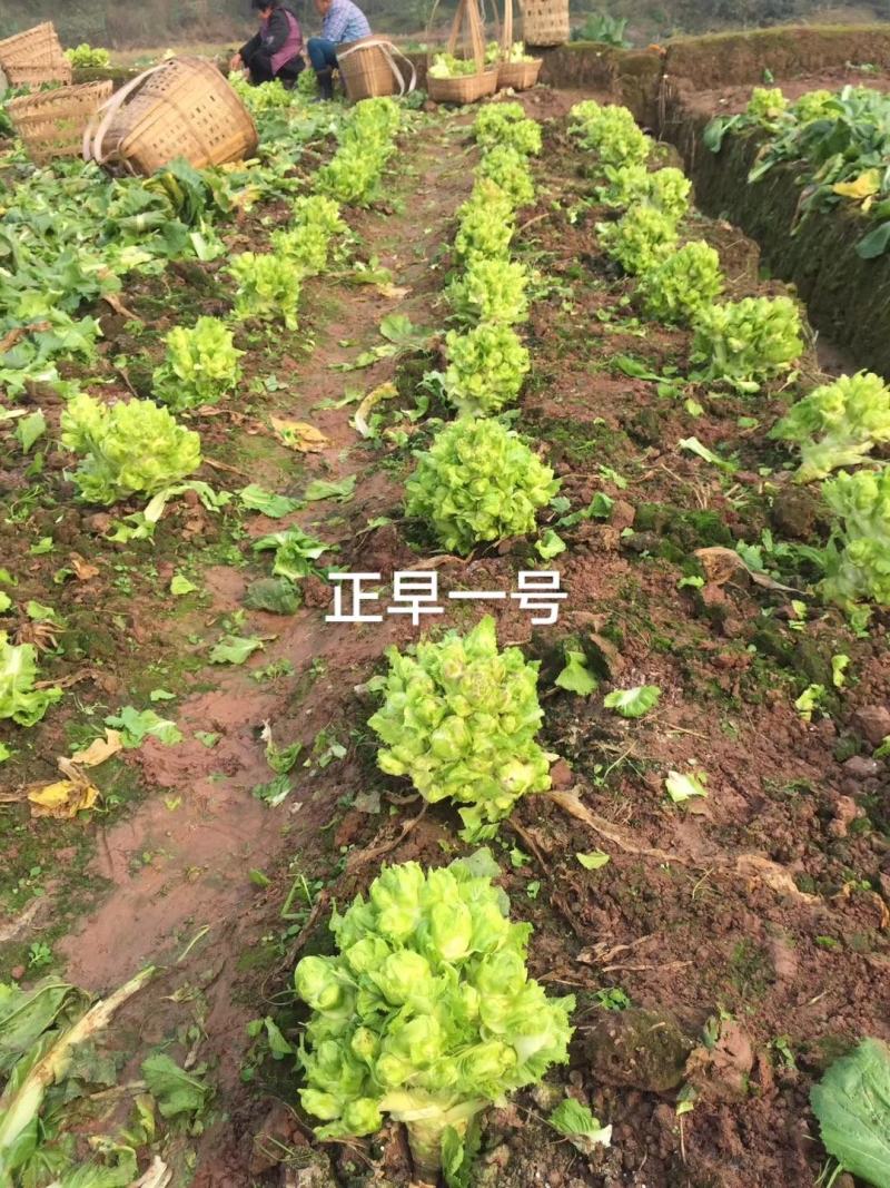 方政正早一号儿菜种子早熟儿菜品种基地专用儿菜种子芥菜