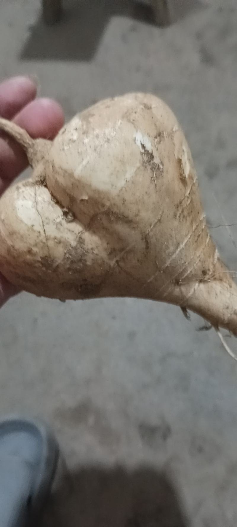 江西凉薯。种植基地供货量大新苗凉薯口感脆甜。多汁水分足。