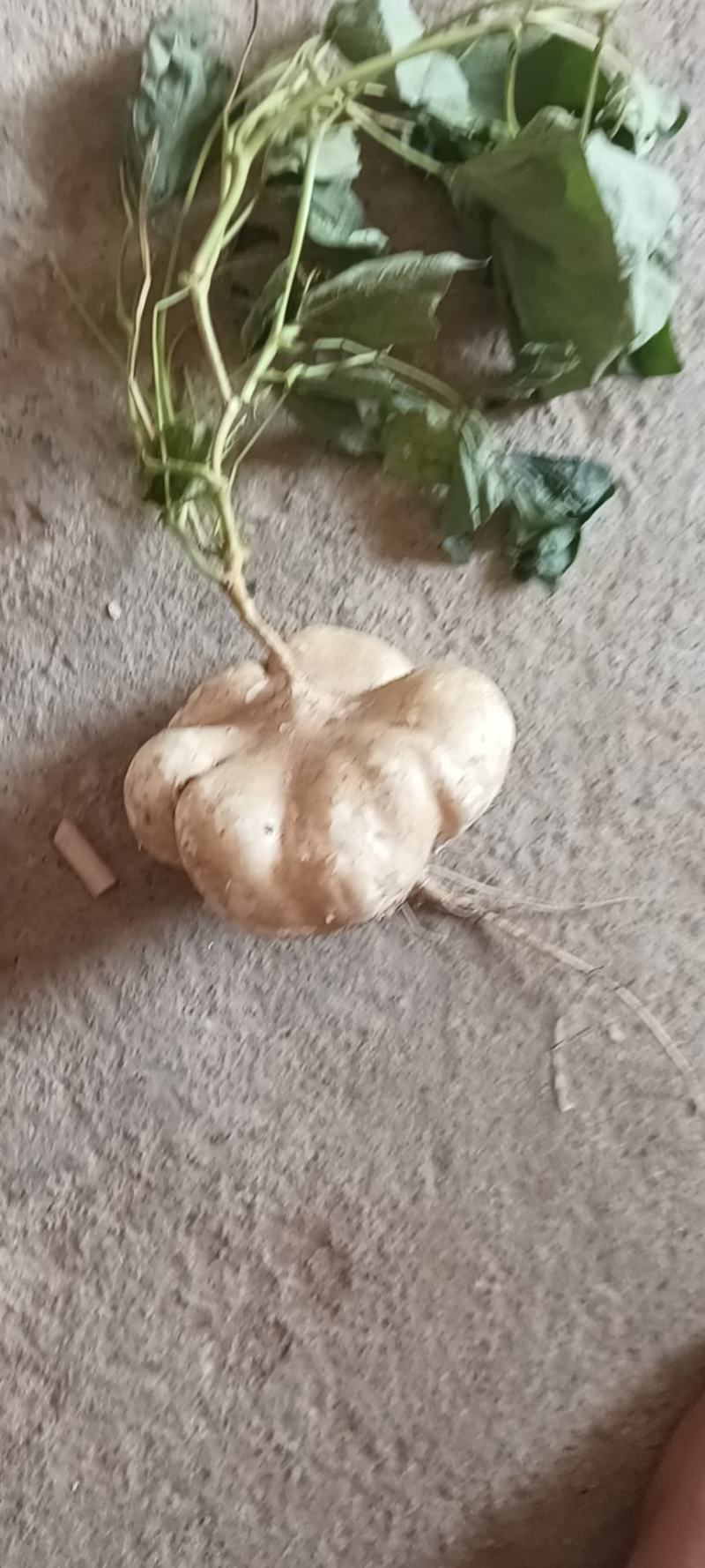 江西凉薯。种植基地供货量大新苗凉薯口感脆甜。多汁水分足。