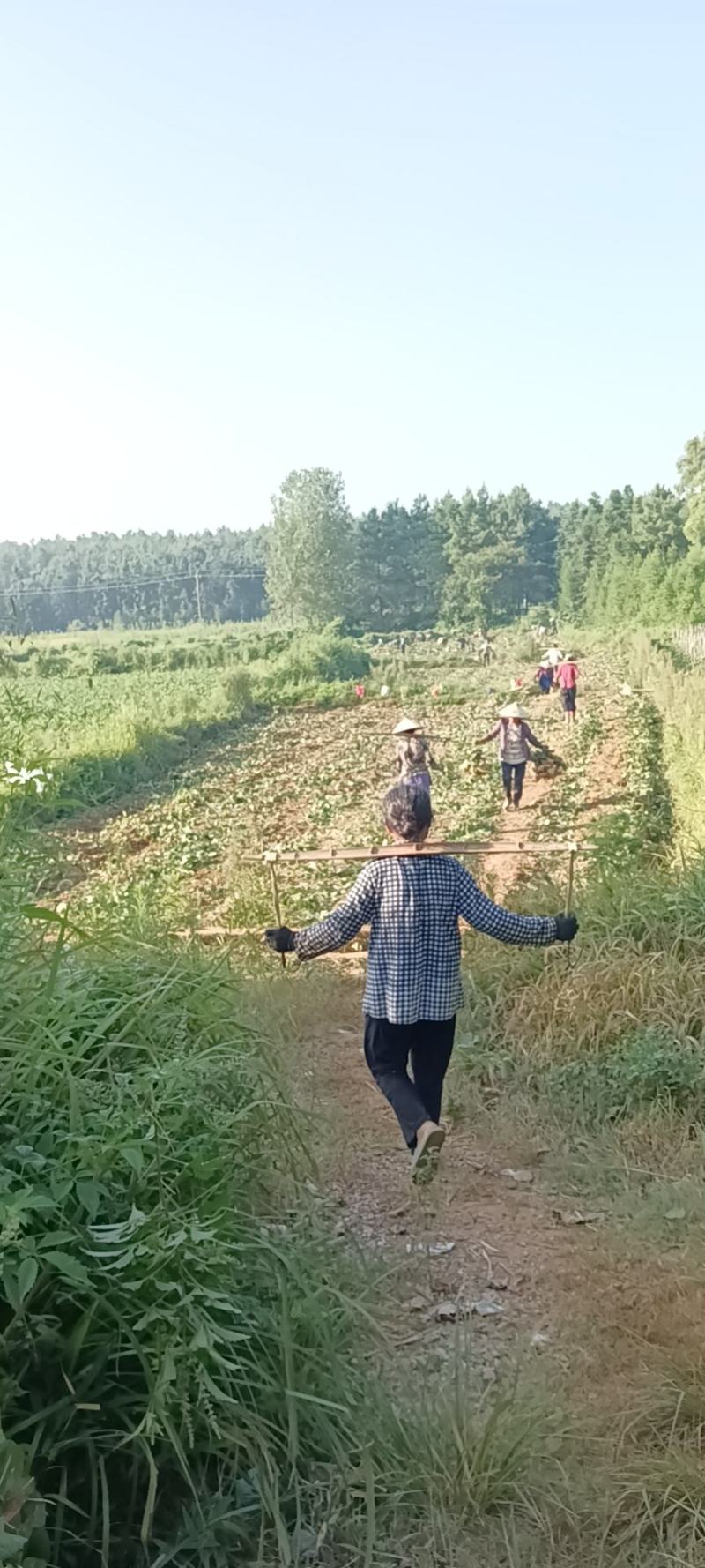 江西凉薯。种植基地供货量大新苗凉薯口感脆甜。多汁水分足。