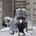 纯种高加索幼犬活体俄罗斯熊版高加索护卫犬巨型大型看家护院
