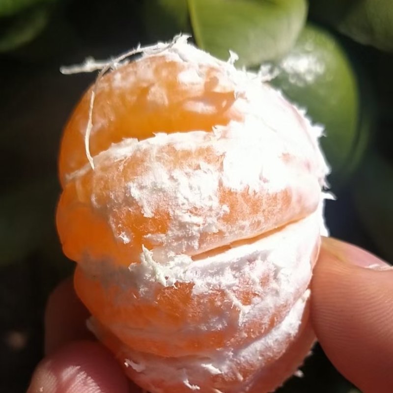 四川高山蜜桔，皮薄肉红水分充足，地里看货议价，现摘现装。
