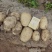 陕北榆林基地土豆大量上市