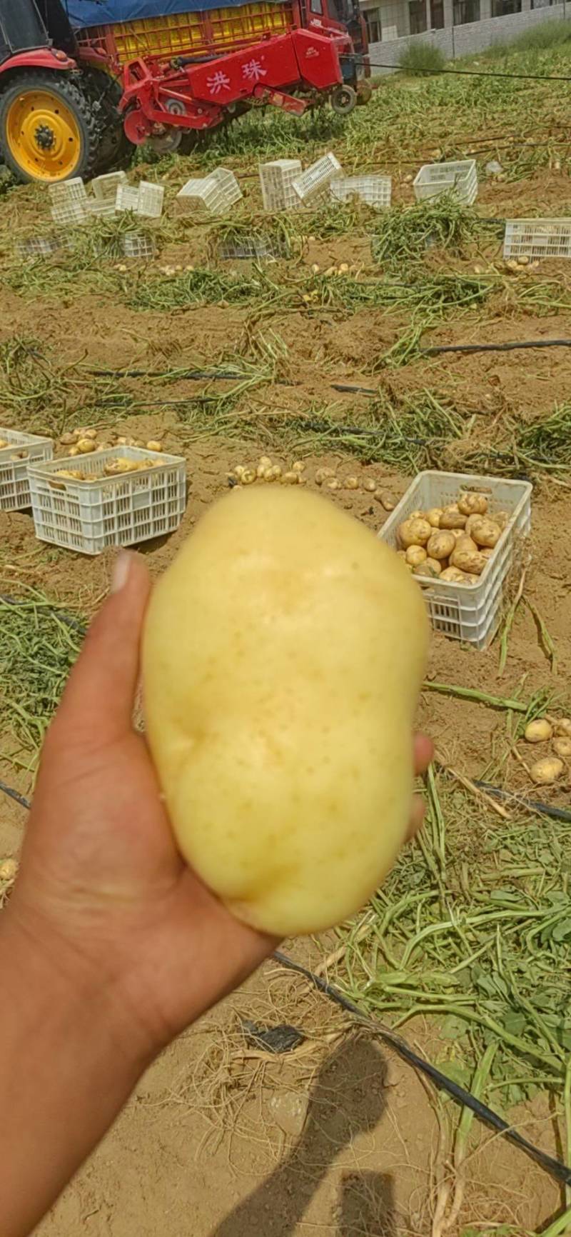 陕北榆林基地土豆大量上市