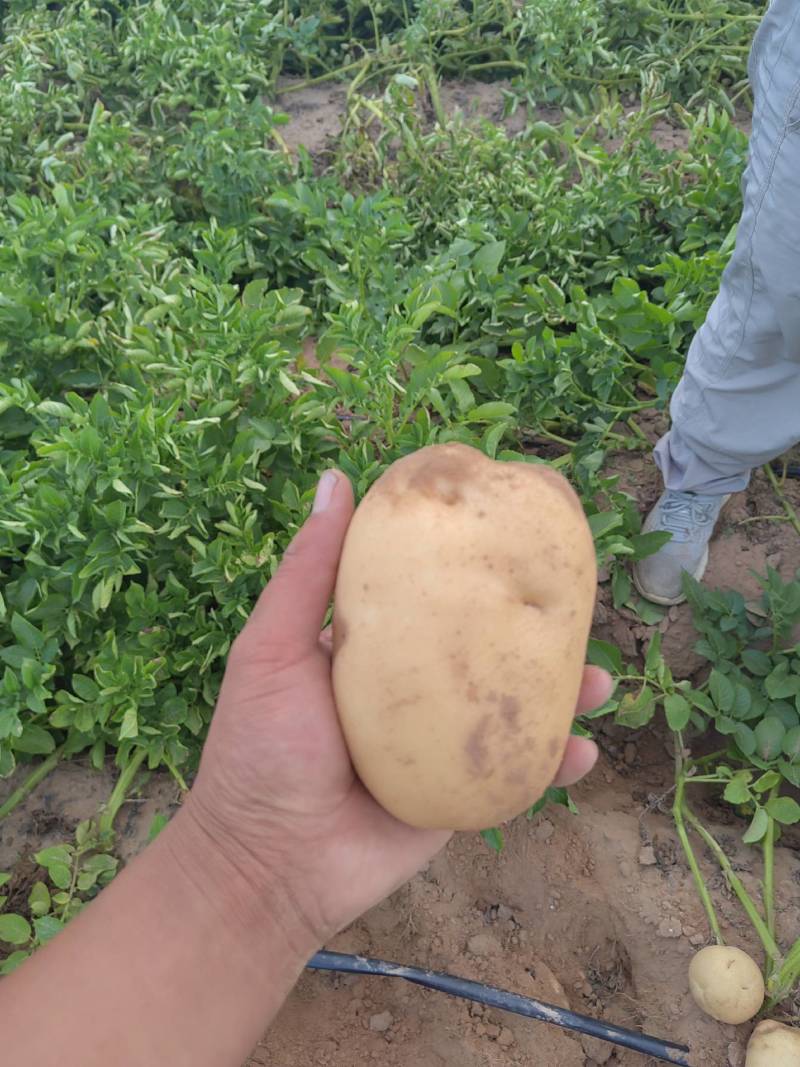 陕北榆林基地土豆大量上市