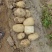 陕北榆林基地土豆大量上市