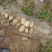 陕北榆林基地土豆大量上市
