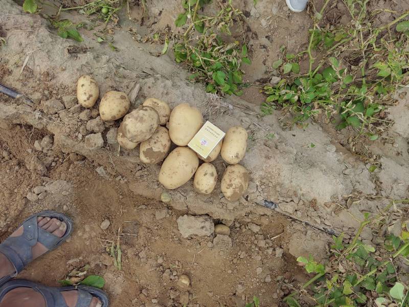 陕北榆林基地土豆大量上市
