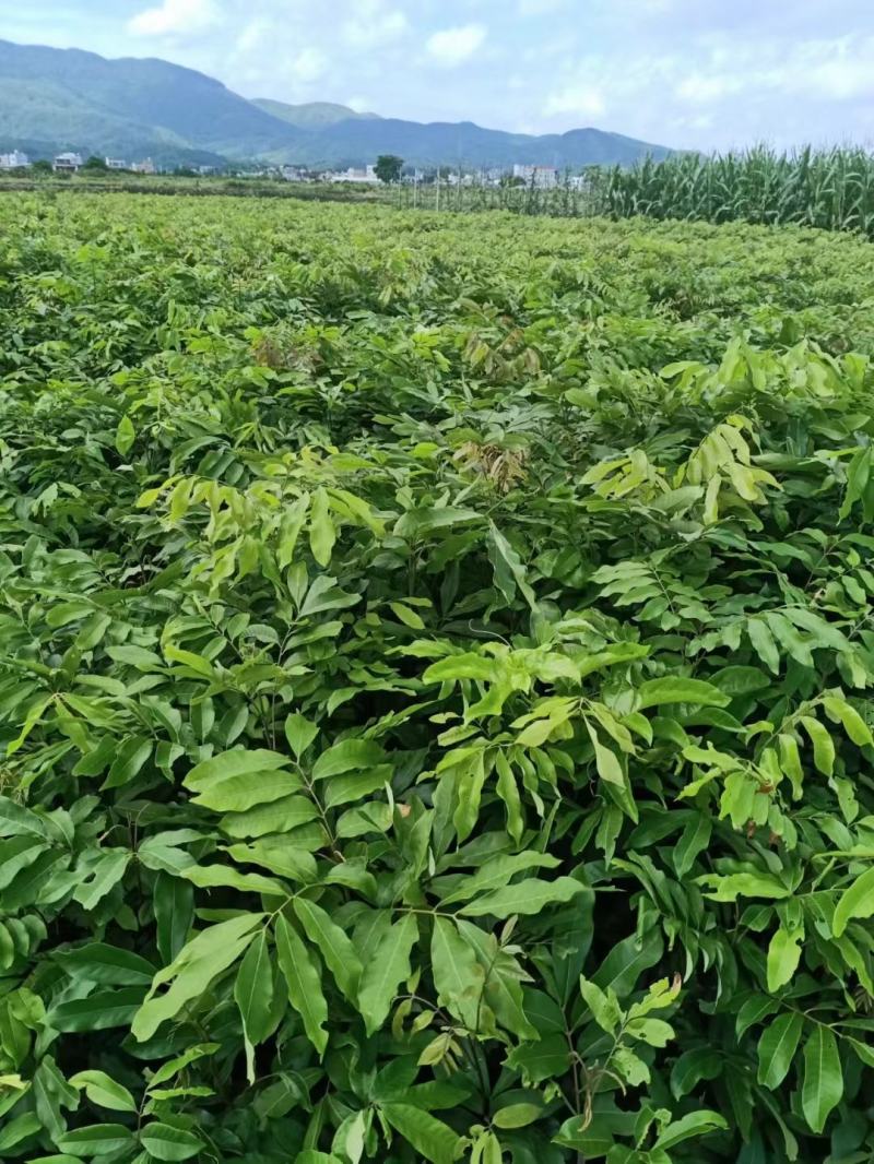 龙眼苗实生龙眼树苗种子苗带土带叶广西发货