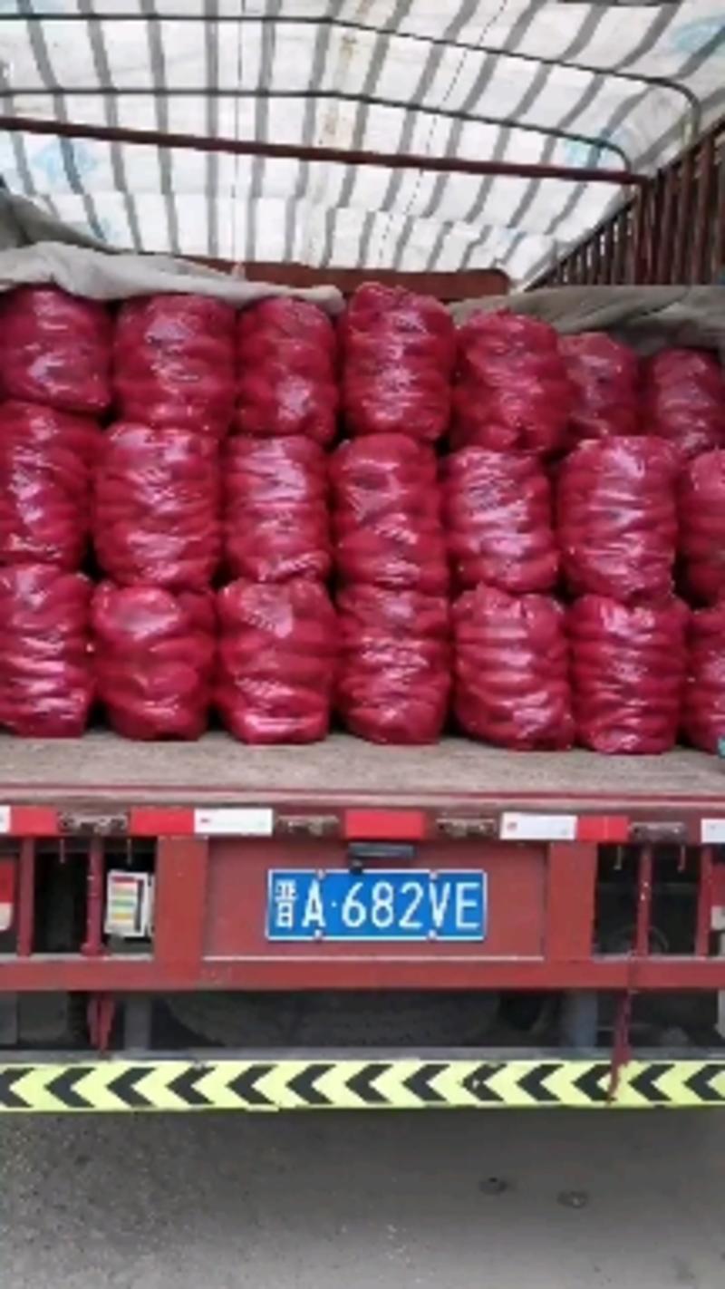 （热销）龙薯九，产地直供量大从优视频看货发往全国欢迎订购