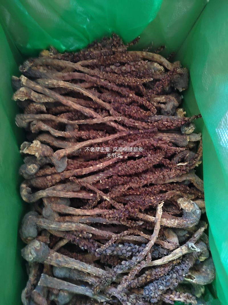 大兴安岭地区特有产品不老草