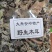 大兴安岭地区野生白玉木耳