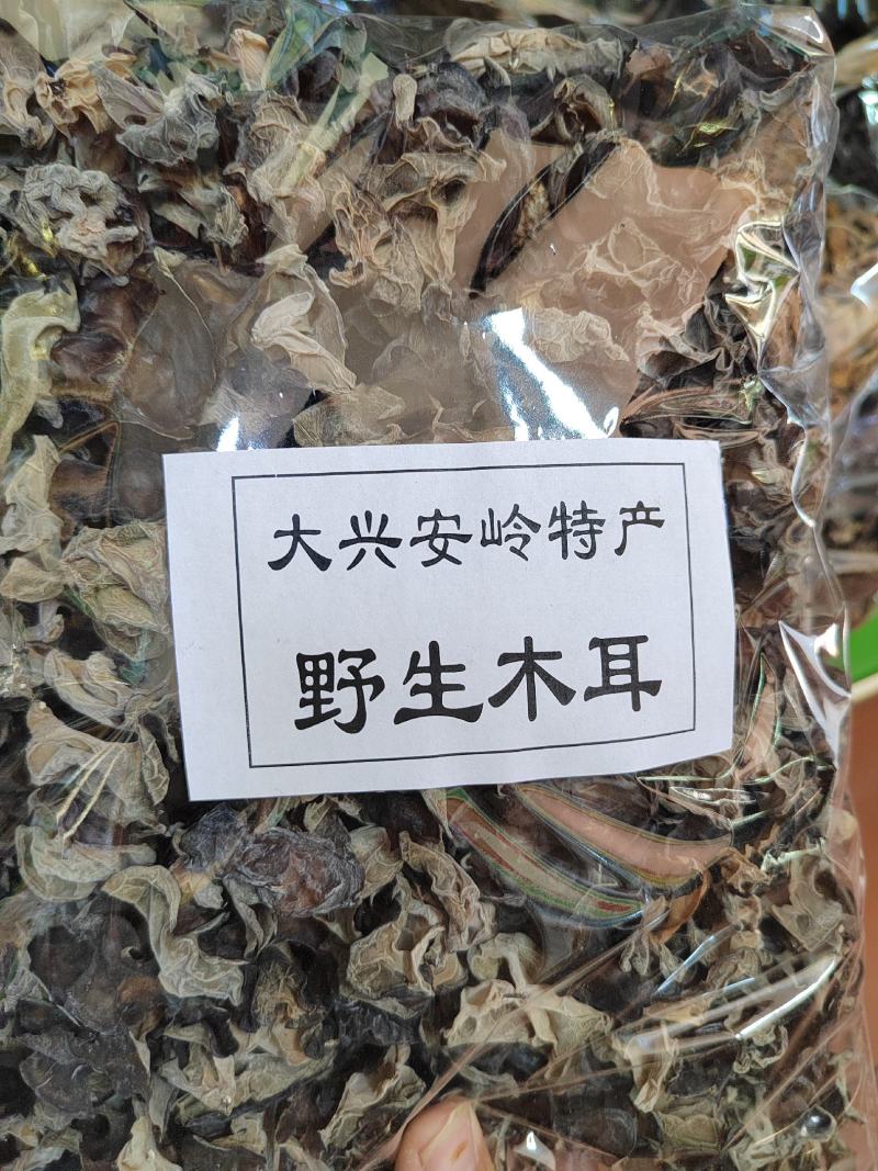 大兴安岭地区野生白玉木耳