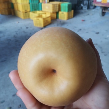 金秋梨