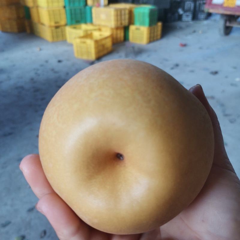 金秋梨