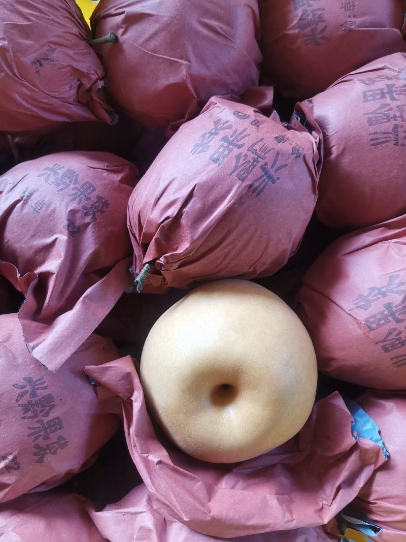 金秋梨