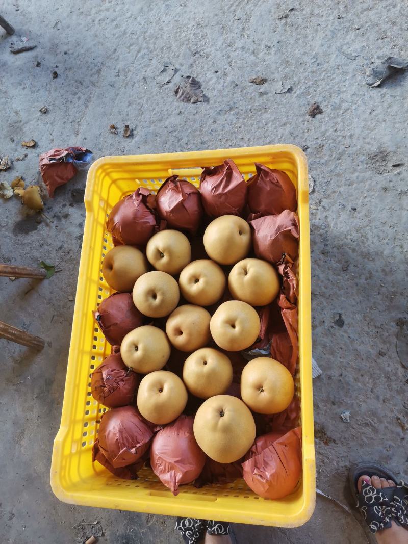 金秋梨