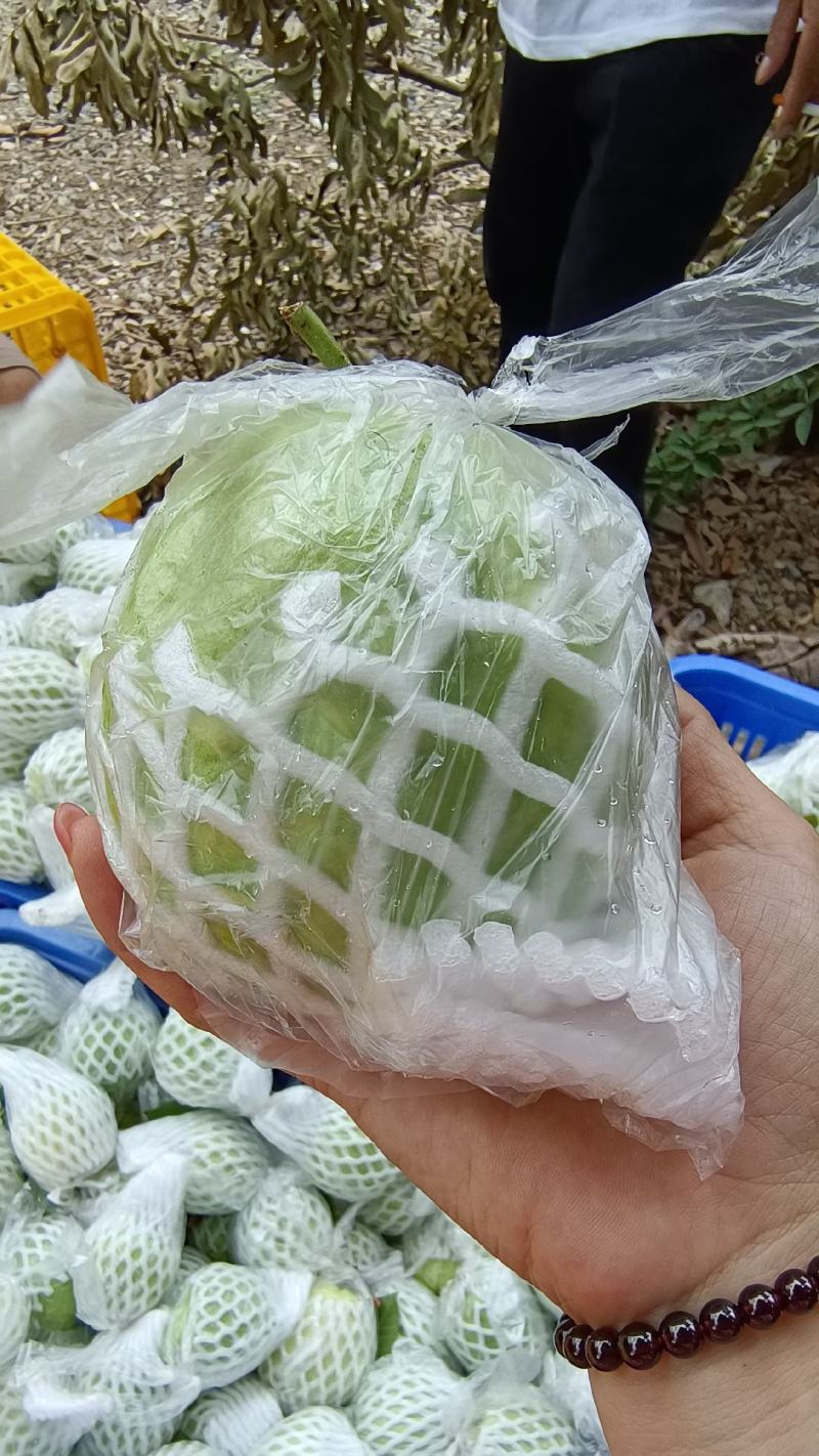 白心珍珠番石榴量大优先