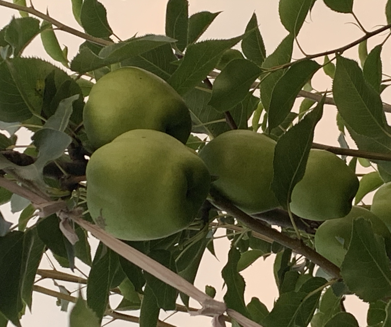 阳信早酥梨脆甜爽口，无虫害，欢迎咨询