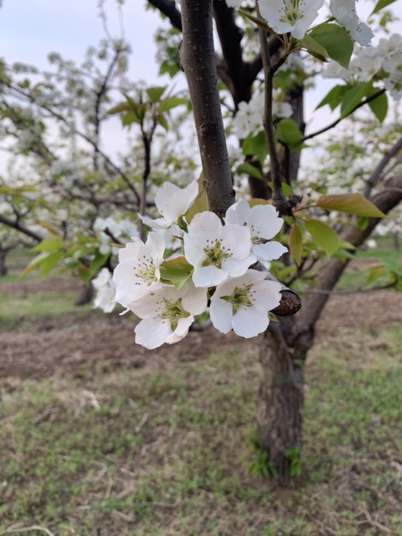 阳信早酥梨脆甜爽口，无虫害，欢迎咨询