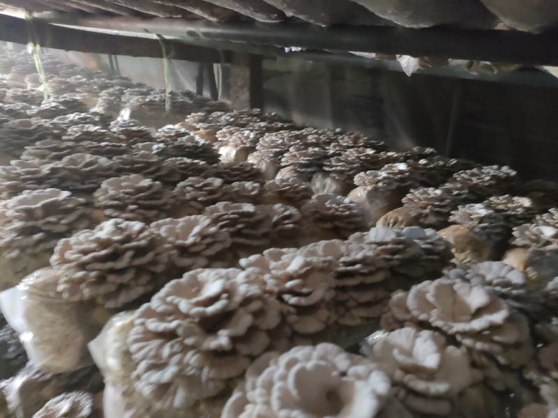 精品白参菌