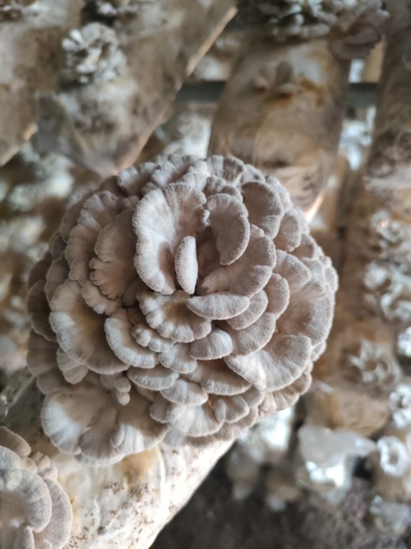 精品白参菌