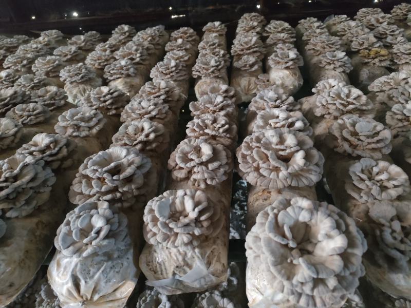精品白参菌