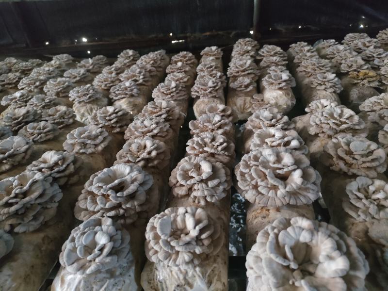 精品白参菌