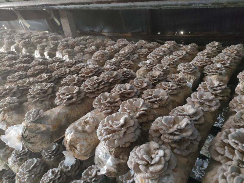 精品白参菌