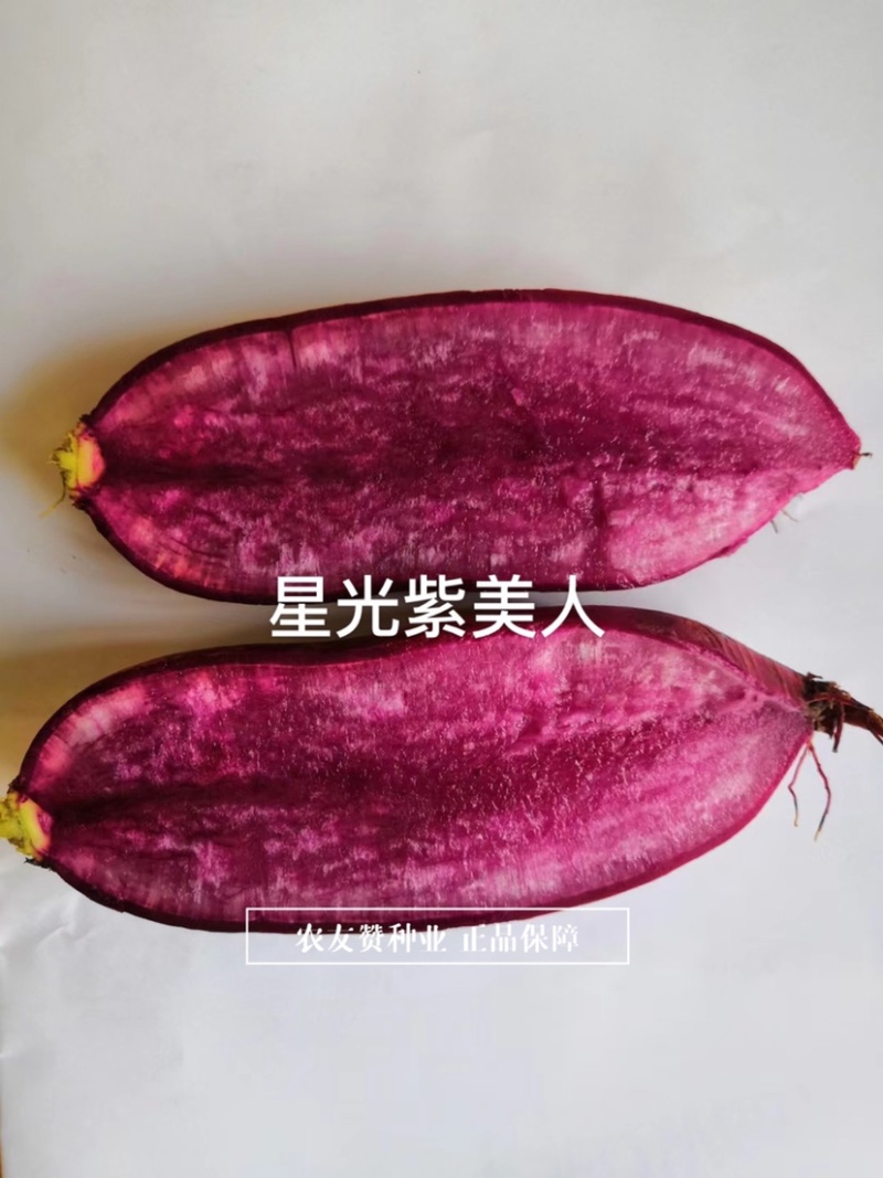 星光紫美人萝卜种子紫皮紫心紫肉萝卜种子生熟食腌制萝卜干
