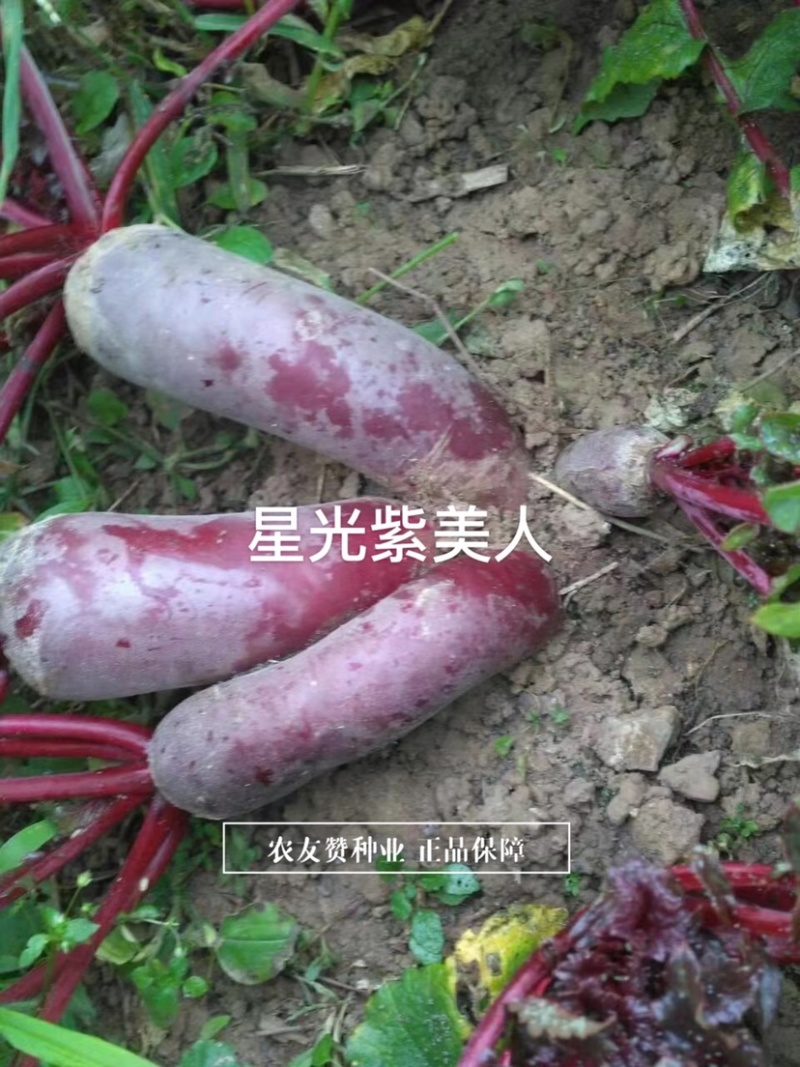 星光紫美人萝卜种子紫皮紫心紫肉萝卜种子生熟食腌制萝卜干