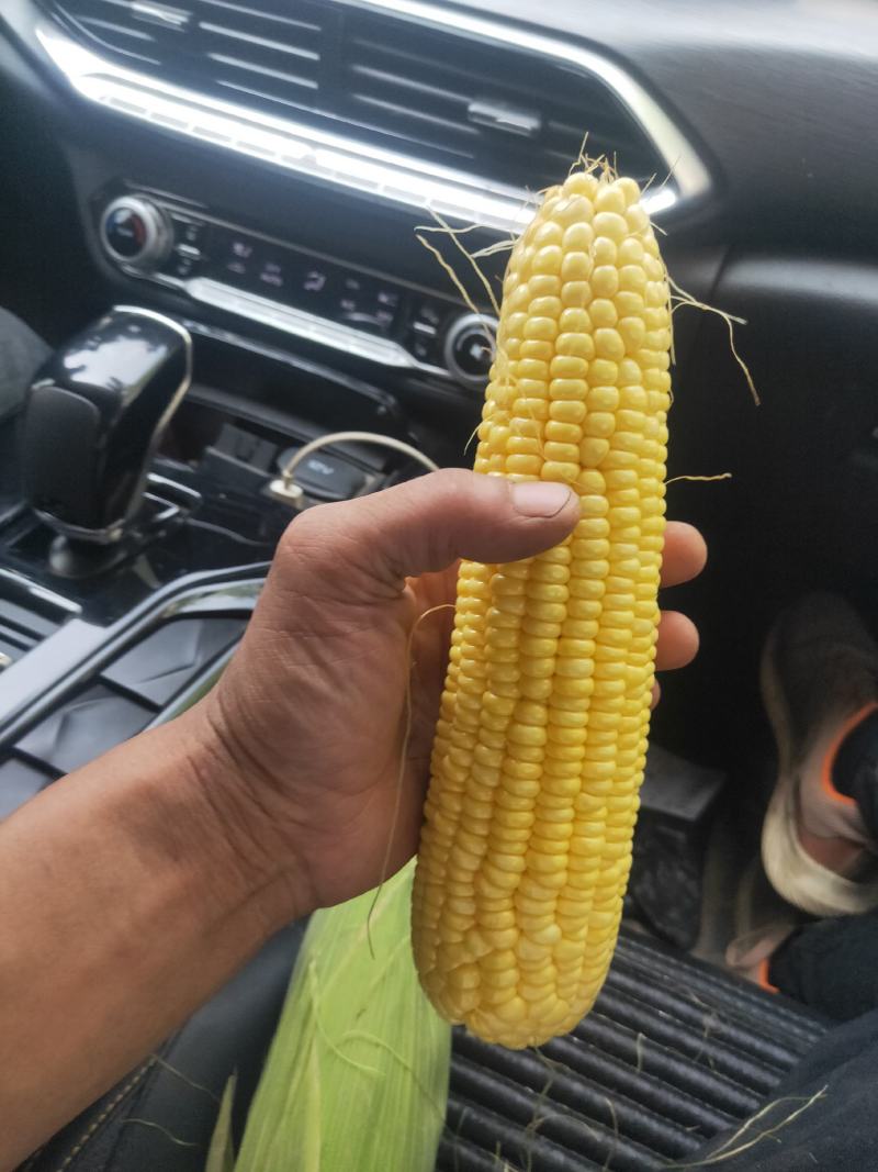 水果玉米