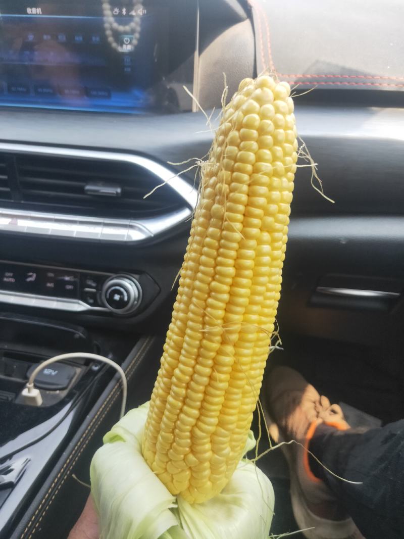 水果玉米