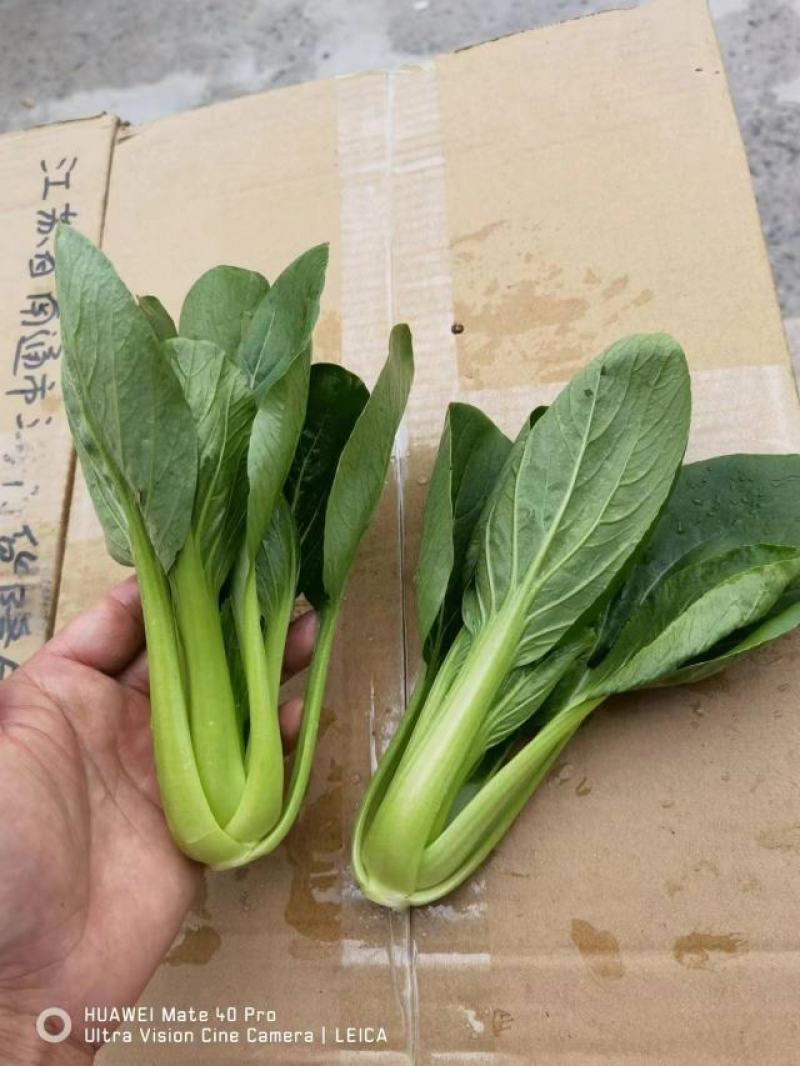 江苏南通上海青产地一手货源现货现发全国批发